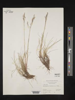 Deschampsia flexuosa image