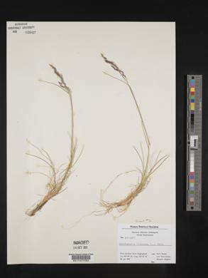 Deschampsia flexuosa image