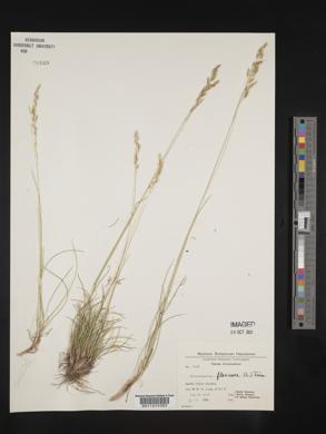 Deschampsia flexuosa image