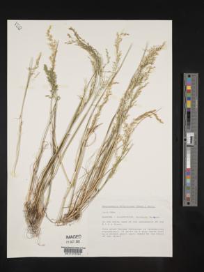 Deschampsia cespitosa subsp. paludosa image