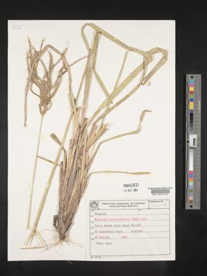 Eustachys distichophylla image