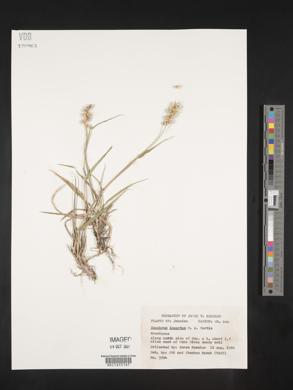 Cenchrus spinifex image