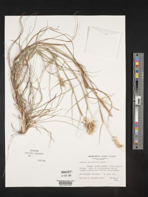 Cenchrus spinifex image
