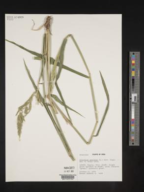 Eriochloa punctata image