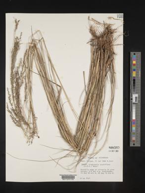 Eragrostis acutiflora image