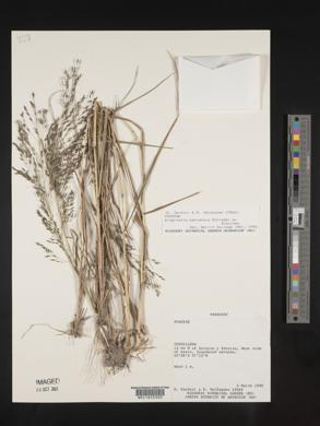 Eragrostis bahiensis image