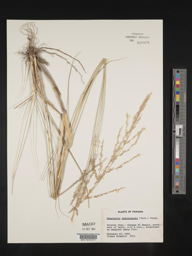 Eragrostis domingensis image