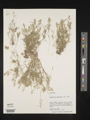 Eragrostis hypnoides image