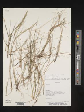 Eragrostis lugens image