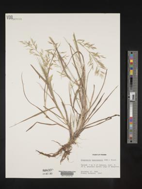 Eragrostis maypurensis image