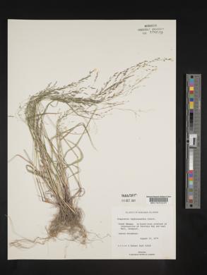 Eragrostis pectinacea var. miserrima image