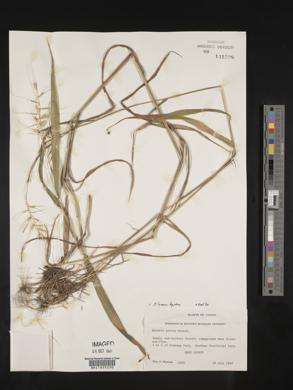 Elymus hystrix image