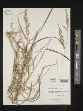 Echinochloa colona image