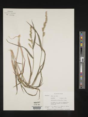 Echinochloa colona image