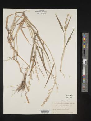 Echinochloa colona image