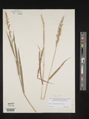 Echinochloa colona image