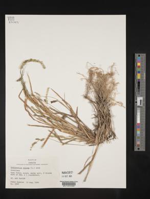 Echinochloa colona image