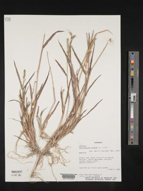 Echinochloa colona image