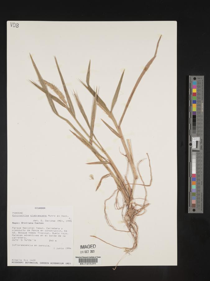 Echinochloa glabrescens image