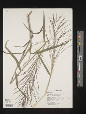 Leptochloa panicea subsp. brachiata image