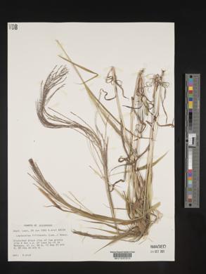 Leptochloa panicea subsp. brachiata image