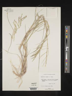 Leptochloa virgata image