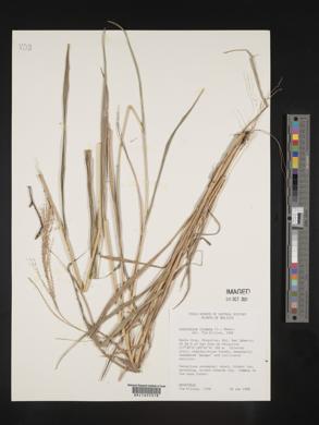 Leptochloa virgata image