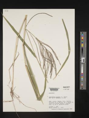 Leptochloa virgata image