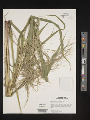 Leptochloa virgata image