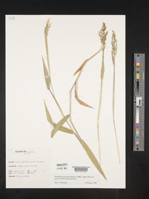 Homolepis aturensis image