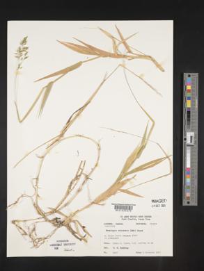 Homolepis aturensis image