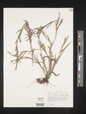 Hackelochloa granularis image