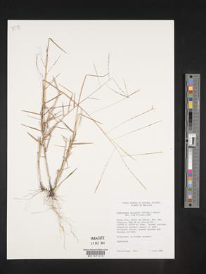 Gymnopogon spicatus image