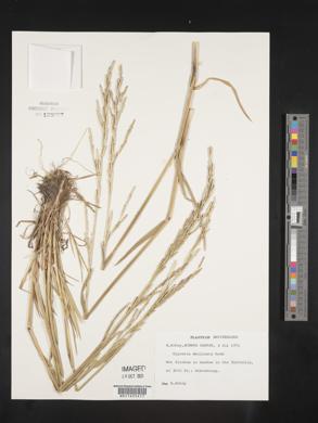 Glyceria declinata image