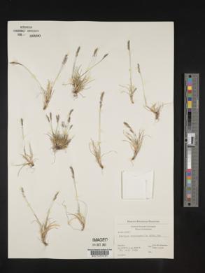 Festuca brachyphylla image