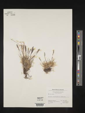 Festuca brachyphylla image