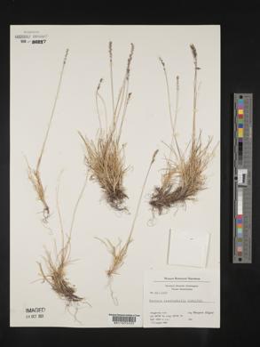 Festuca brachyphylla image