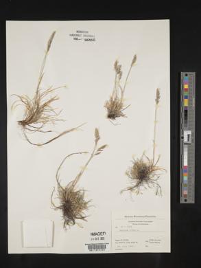 Festuca rubra image