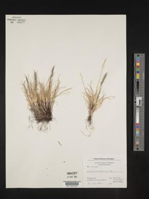 Festuca vivipara image