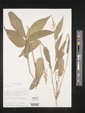 Olyra latifolia image