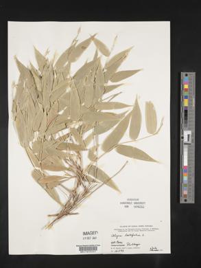 Olyra latifolia image