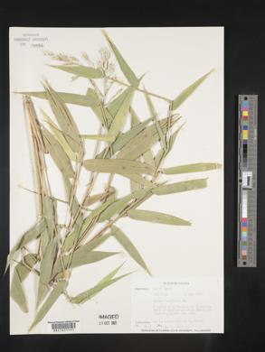 Image of Olyra lancifolia