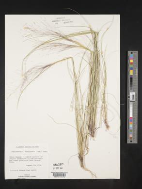 Muhlenbergia capillaris image