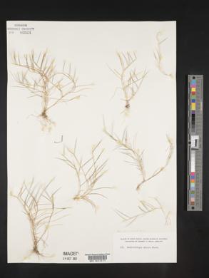 Muhlenbergia uniseta image