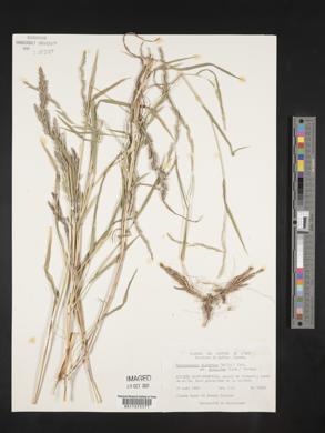 Muhlenbergia glomerata image