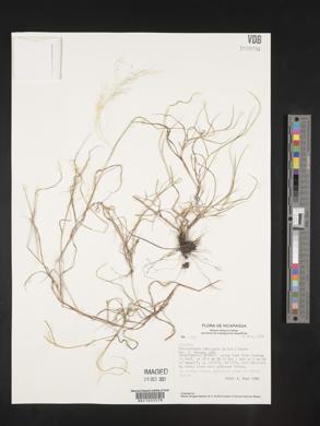 Muhlenbergia implicata image