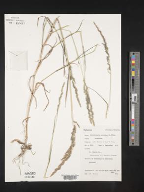 Muhlenbergia mexicana image