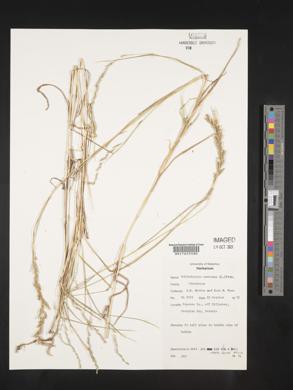 Muhlenbergia mexicana image