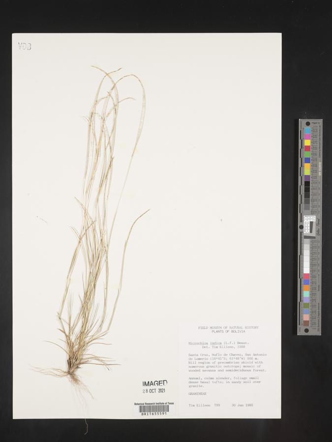 Microchloa indica image