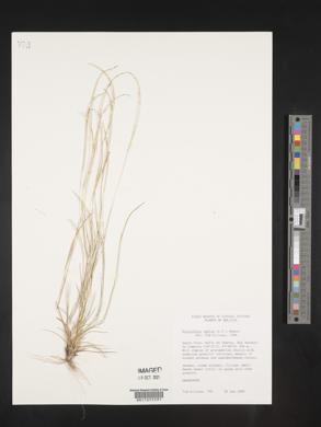 Microchloa indica image